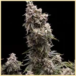Zkittlez Autoflower Seeds featured image