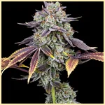 Sweet Mix Pack Weed Seeds additional image 3
