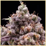 Zookies Autoflower Seeds additional image 1