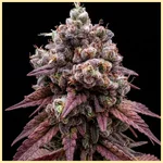 Zookies Autoflower Seeds featured image