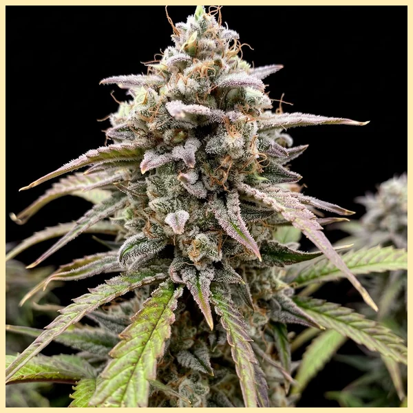 Wedding Cake Autoflower Seeds featured image