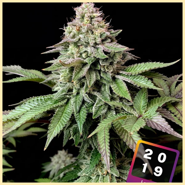 Wedding Cake Feminized Seeds featured image