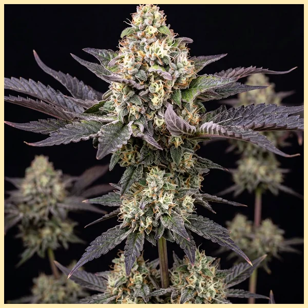White Gold Autoflower Seeds featured image