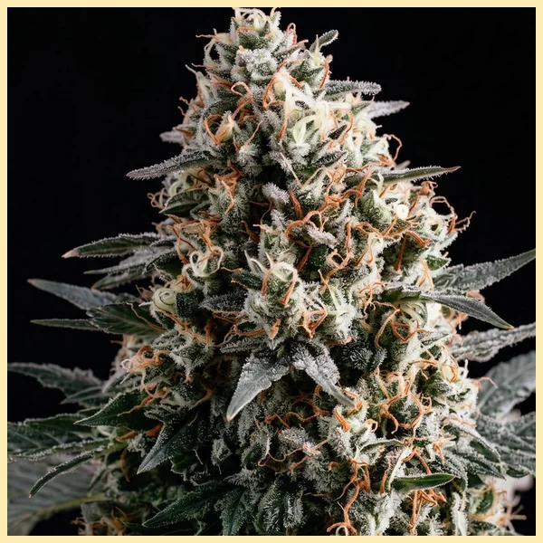 White Runtz Autoflower Seeds additional image 1