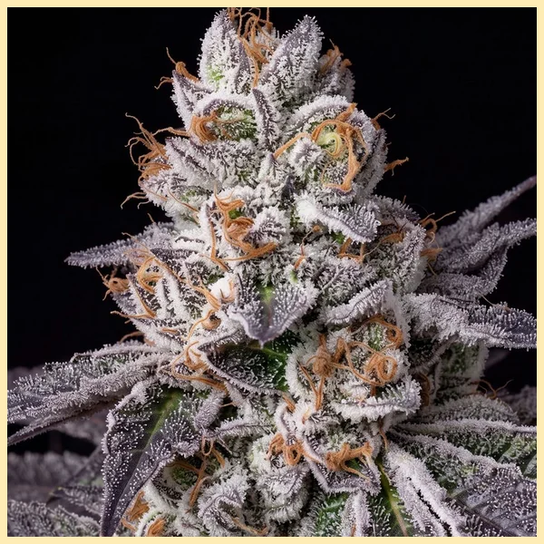 White Runtz Feminized Seeds additional image 1