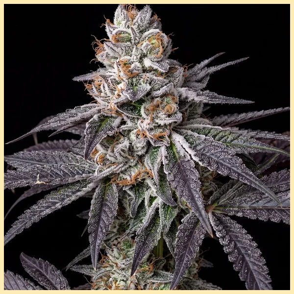 White Runtz Feminized Seeds featured image