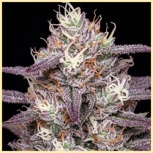 White Truffle Autoflower Seeds additional image 1