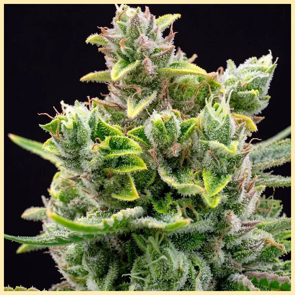 White Wedding Autoflower Seeds additional image 1