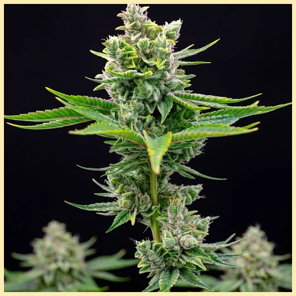 White Wedding Autoflower Seeds featured image