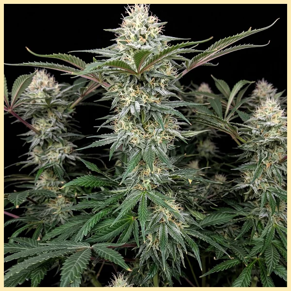 White Widow Autoflower Seeds featured image