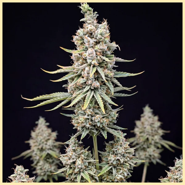 Autoflower CBD Mix Pack Seeds additional image 3