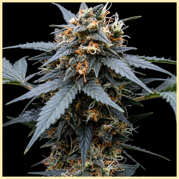 Beginner Mix Pack Weed Seeds additional image 1