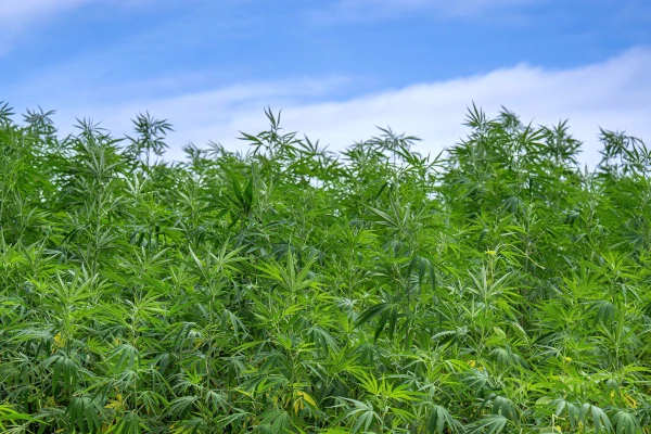 wild cannabis canopy