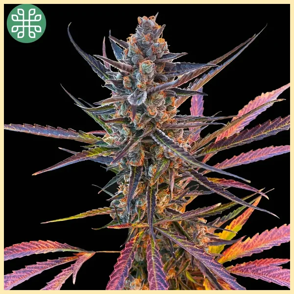 Yuzu Euphoria Autoflower Seeds featured image