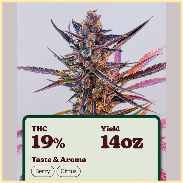 Yuzu Euphoria Autoflower Seeds additional image 1