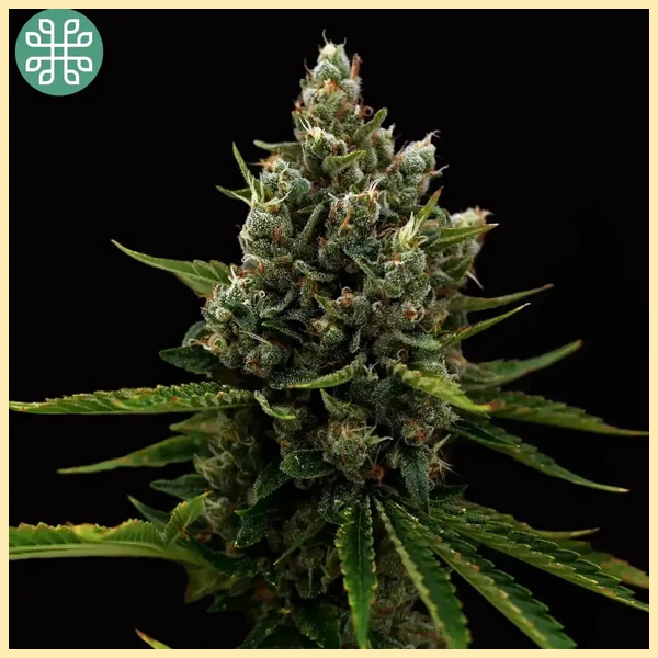 Yuzu Sour Feminized Seeds featured image