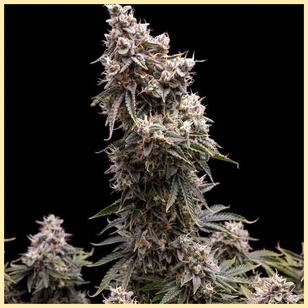 Autoflower Sweet Mix Pack Seeds additional image 1
