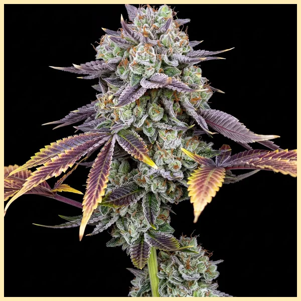 Zkittlez Feminized Seeds featured image