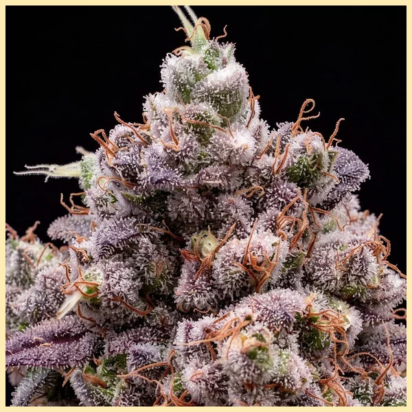 Zookies Autoflower Seeds additional image 1