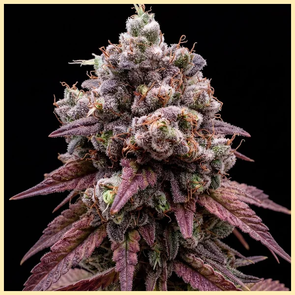 Zookies Autoflower Seeds featured image