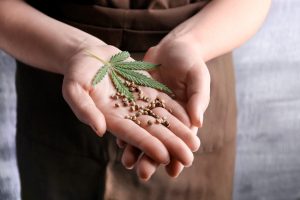 marijuana seedbank contest campaign