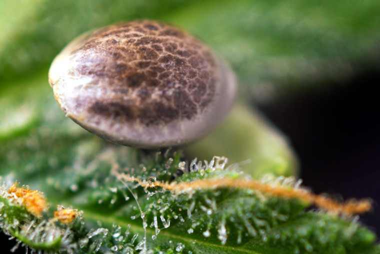 marijuana seed closeup picture