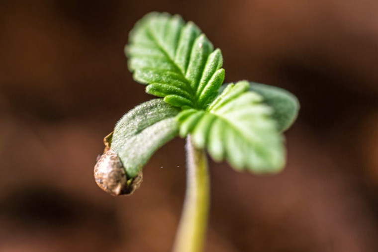 marijuana seed germination