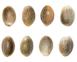 Autoflower cannabis seeds