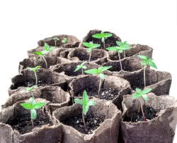 Feminized Seeds Growing