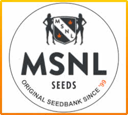 MSNL Feminized Seed Bank