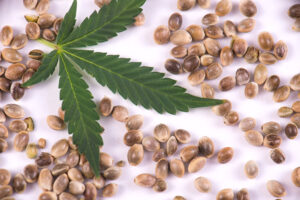 USEED cannabis seed bank