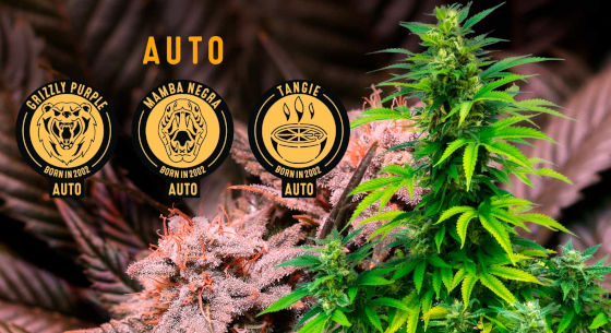 Autoflower seeds from Blimburn