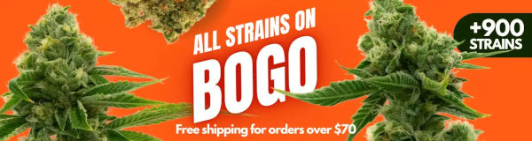 Blimburn BOGO special