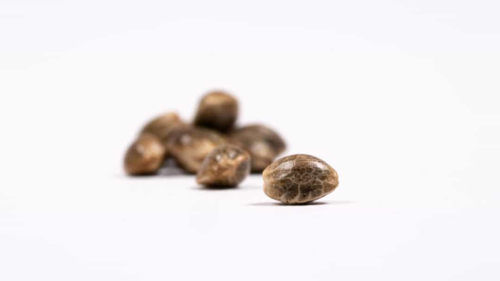 Blimburn cannabis seeds
