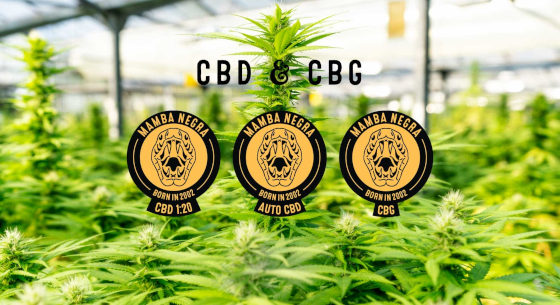 Blimburn CBD seeds