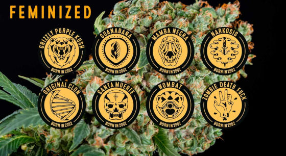 Feminized Seeds from Blimburn