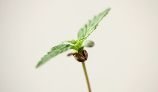 Cannabis seed germinating