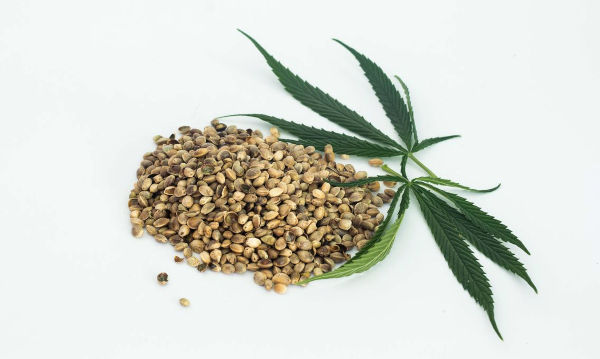 cannabis seeds legal or not?