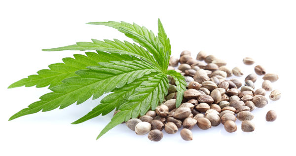 cannabis seeds with weed leaf