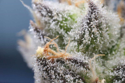 Closeup trichomes cannabis flower