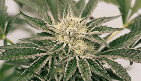Homegrown Cannabis Co. Marijuana Plant Flowering