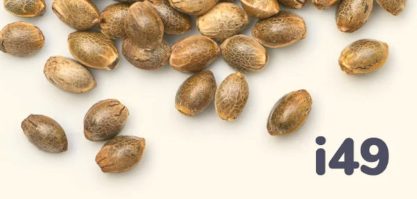 i49 cannabis seeds