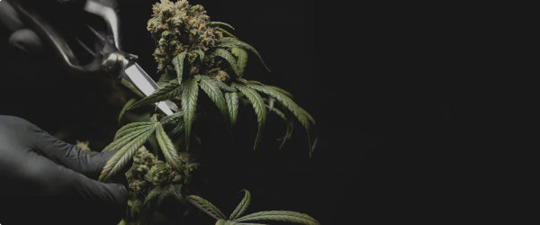 i49 harvesting cannabis plant