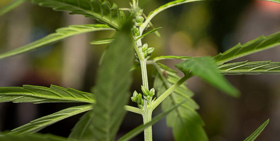 Male cannabis plant used for breeding