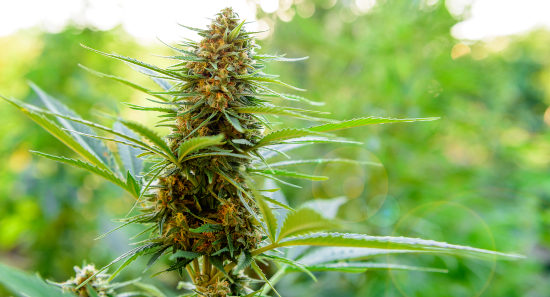 mature marijuana plant in sun