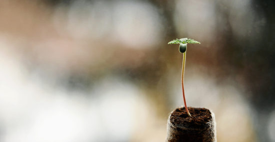 MSNL cannabis seedling