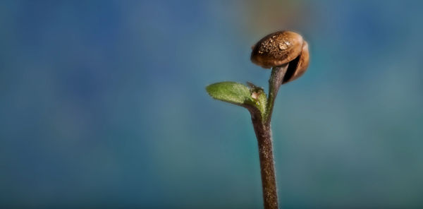 Seedsman cannabis seedling