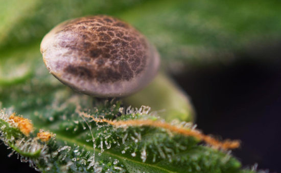 SeedSupreme cannabis seed on weed leaf