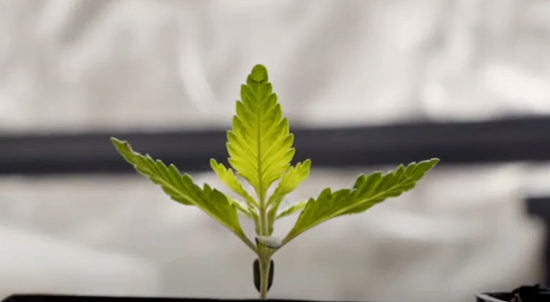 Young cannabis plant growing