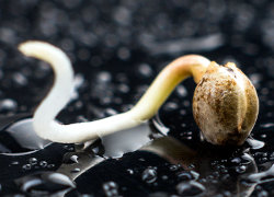 cannabis seed germinating